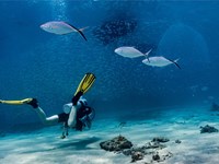 6 cosas a tener en cuenta a la hora de solicitar una licencia de submarinismo