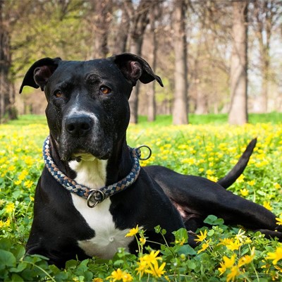 ¡Solicite su licencia para la tenencia de perros potencialmente peligrosos!